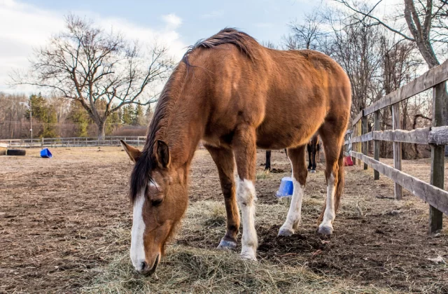 Fundacja Międzynarodowy Ruch na Rzecz Zwierząt – Viva!