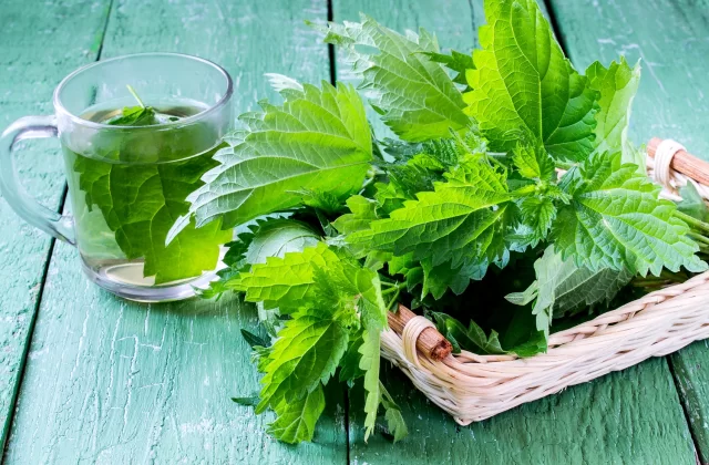 Zwykła pokrzywa i jej niezwykła moc