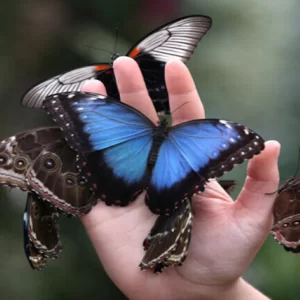 Muzeum Żywych Motyli