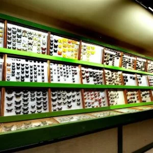 Muzeum Motyli Arthropoda