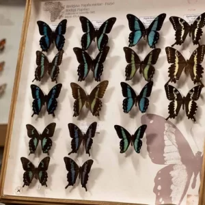 Muzeum Motyli Arthropoda